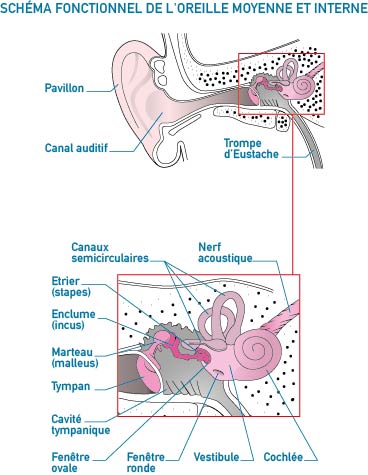 Chevilly-Audition_schema-Oreille-interne